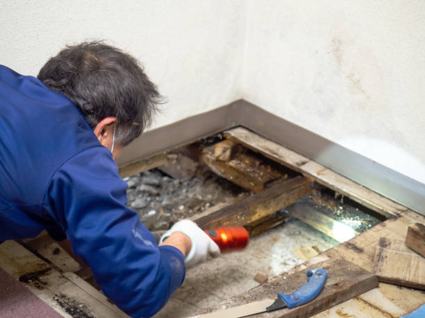 Best Home Mold Removal  in Westville, IN