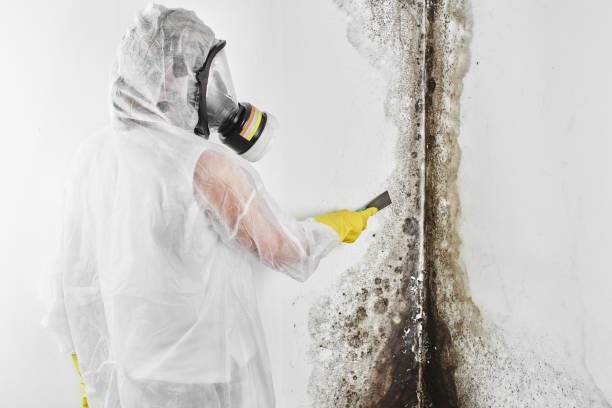 Best Attic Mold Removal  in Westville, IN