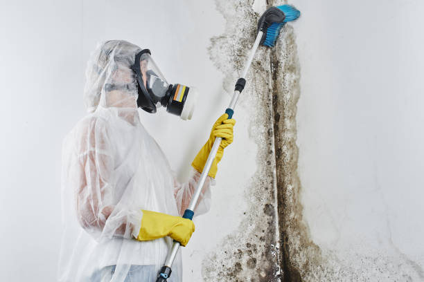 Best Mold Removal and Inspection  in Westville, IN