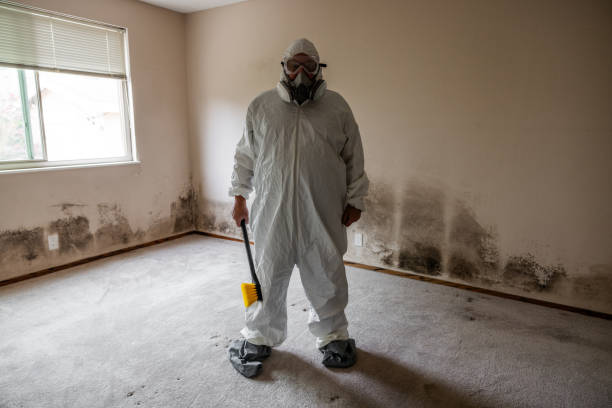 Best Commercial Mold Removal  in Westville, IN