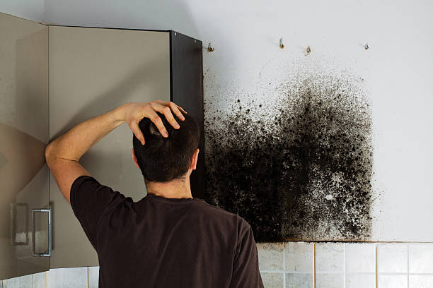 Best Fast Mold Removal  in Westville, IN