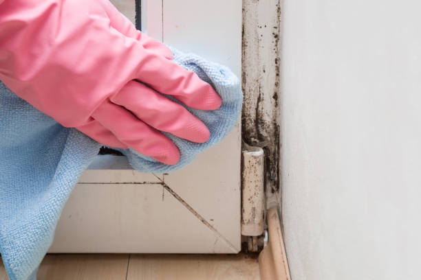Best Local Mold Removal Service  in Westville, IN