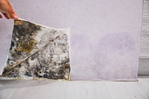 Best Mold Removal Company Near Me  in Westville, IN